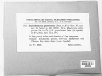 Lophodermium gramineum image